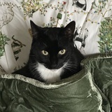 Entry image for Maggie