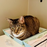 Entry image for Sienna