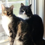 Entry image for Rocco & Figgy