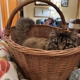 Entry image for Hamlet 