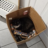 Entry image for Enzo