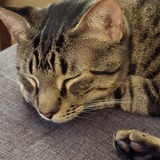 Entry image for Brady