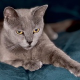 Entry image for Electra (Lexi)