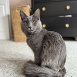 Entry image for Jasper