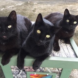 Entry image for Uncle, Orange,  and Mama