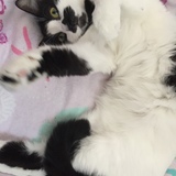 Entry image for Toby Girl 