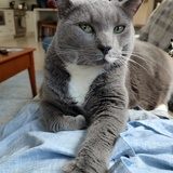 Entry image for Izzy