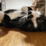 Entry image for Odie