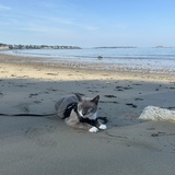 Entry image for Simba 