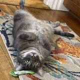 Entry image for Archibald 