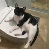 Entry image for Oreo