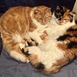 Entry image for Nemi & Cici