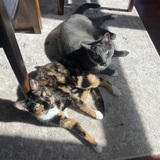 Entry image for Bonnie & Bandit