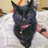 Entry image for Lucky Lady