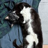 Entry image for Tybalt, Prince of Cats