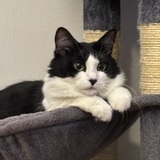 Entry image for Millie