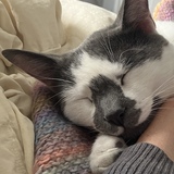 Entry image for Halley