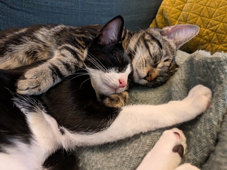 Entry image for Hiccup and Darla. Clicking this image will show a larger photo