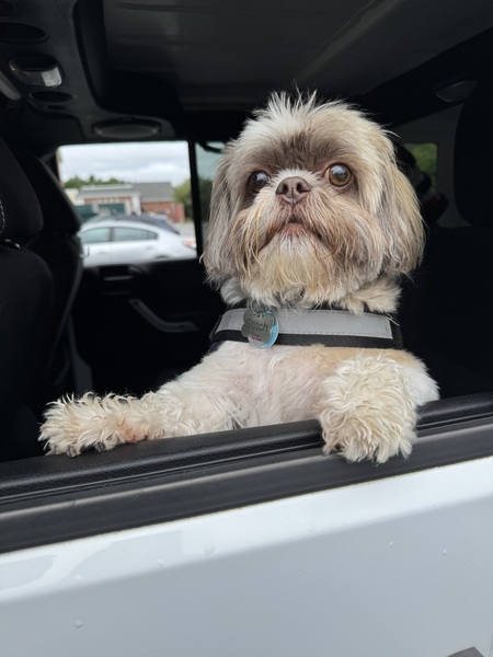 Entry image for Stitch. Clicking this image will show a larger photo