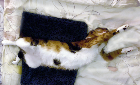 Entry image for Clementine. Clicking this image will show a larger photo