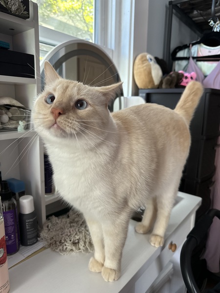 Entry image for Peachy . Clicking this image will show a larger photo