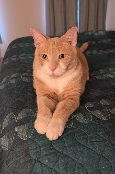 Entry image for Cheeto. Clicking this image will show a larger photo