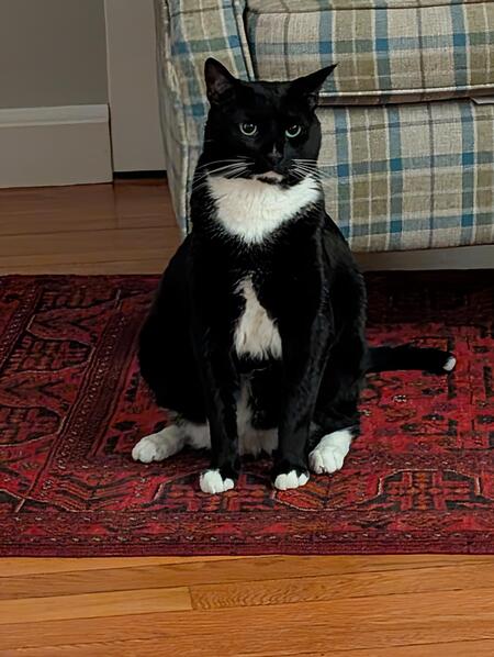 Entry image for Tater. Clicking this image will show a larger photo