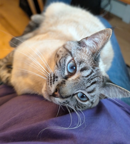 Entry image for Dusty. Clicking this image will show a larger photo
