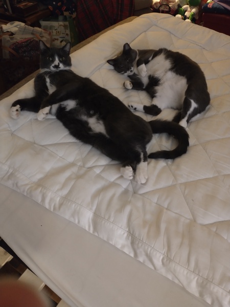 Entry image for Aquiles and Chet . Clicking this image will show a larger photo