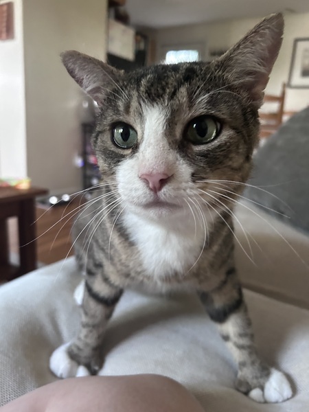 Entry image for Lewis Meowmilton. Clicking this image will show a larger photo