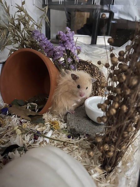 Entry image for Mango. Clicking this image will show a larger photo