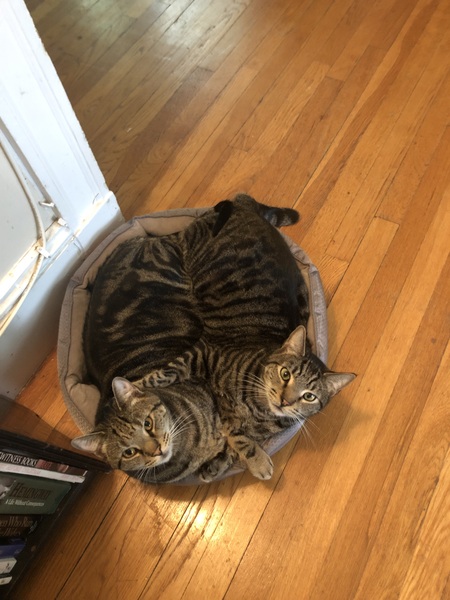 Entry image for Lenny and Louie . Clicking this image will show a larger photo