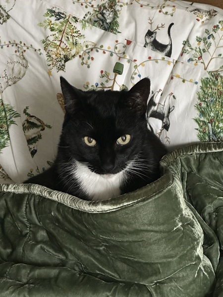 Entry image for Maggie. Clicking this image will show a larger photo