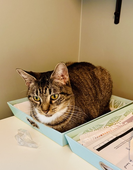 Entry image for Sienna. Clicking this image will show a larger photo