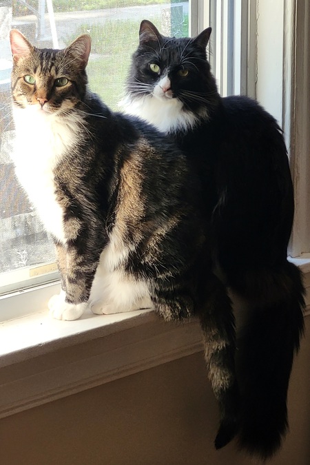 Entry image for Rocco & Figgy. Clicking this image will show a larger photo