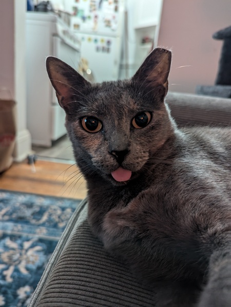 Entry image for Rosalinda :P. Clicking this image will show a larger photo