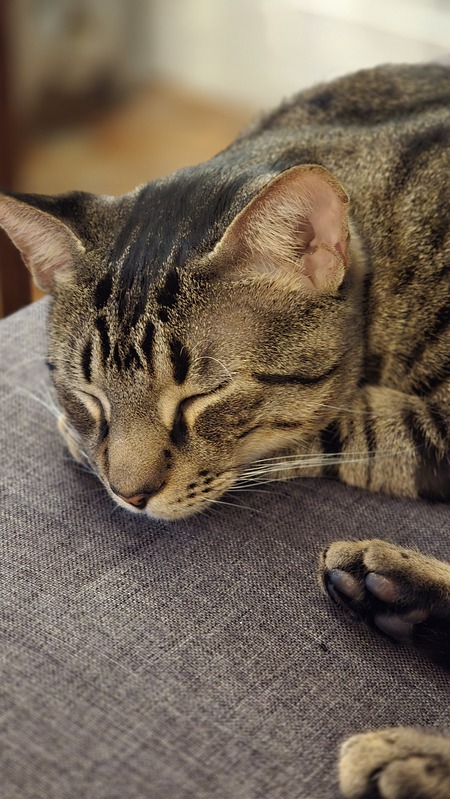 Entry image for Brady. Clicking this image will show a larger photo