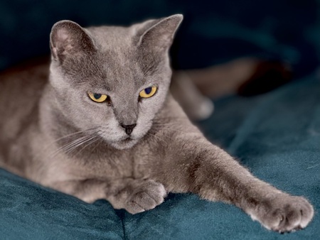 Entry image for Electra (Lexi). Clicking this image will show a larger photo