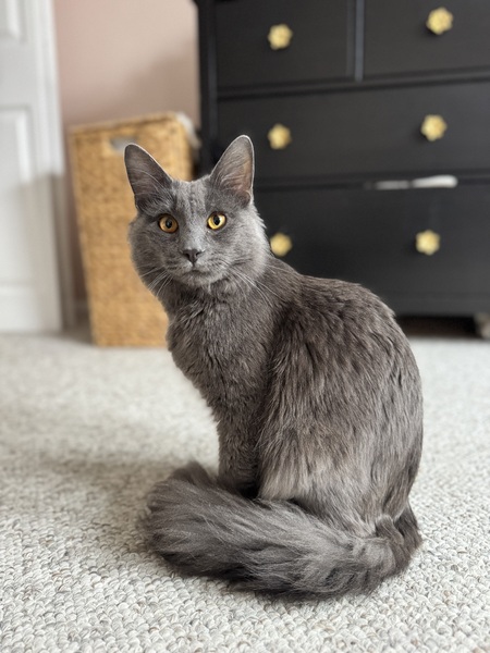 Entry image for Jasper. Clicking this image will show a larger photo