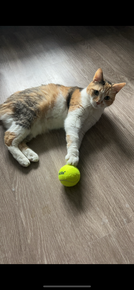 Entry image for Panera. Clicking this image will show a larger photo