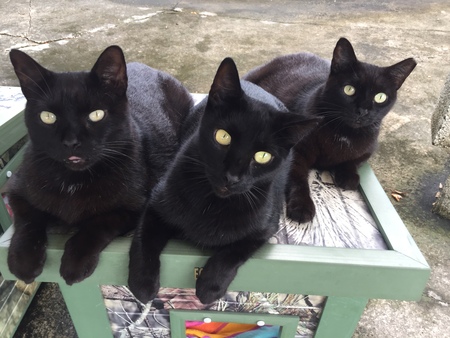 Entry image for Uncle, Orange,  and Mama. Clicking this image will show a larger photo