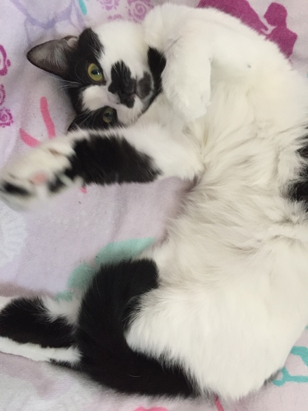 Entry image for Toby Girl . Clicking this image will show a larger photo