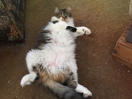 Entry image for Joy . Clicking this image will show a larger photo