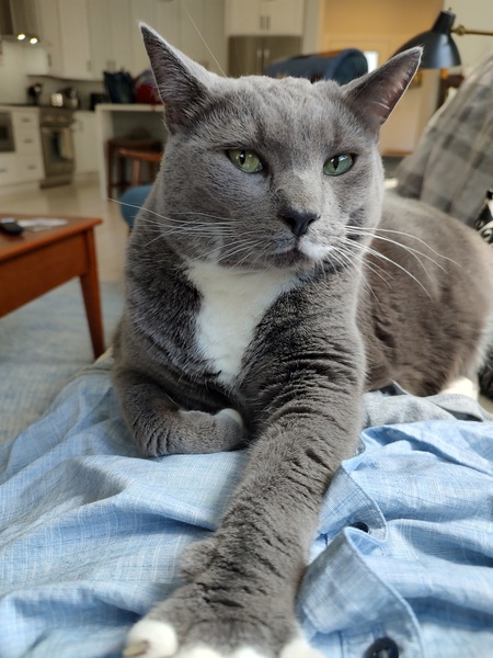 Entry image for Izzy. Clicking this image will show a larger photo