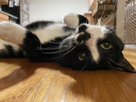 Entry image for Odie. Clicking this image will show a larger photo