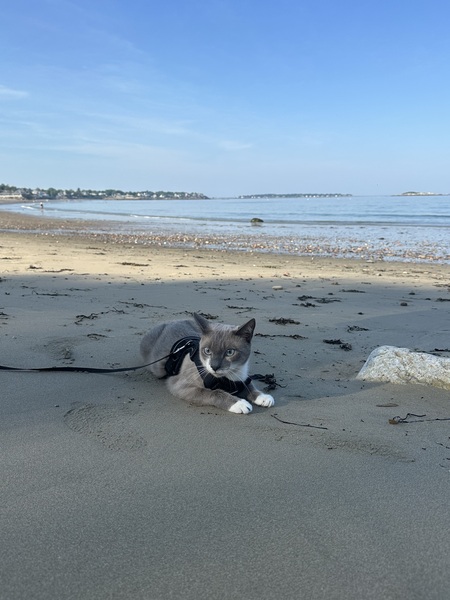 Entry image for Simba . Clicking this image will show a larger photo