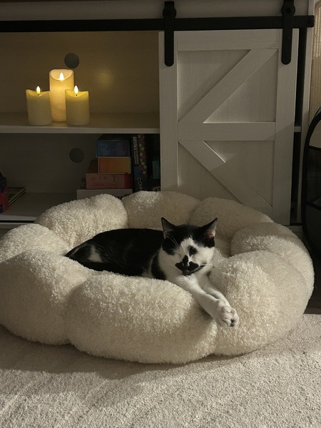 Entry image for Kovu. Clicking this image will show a larger photo