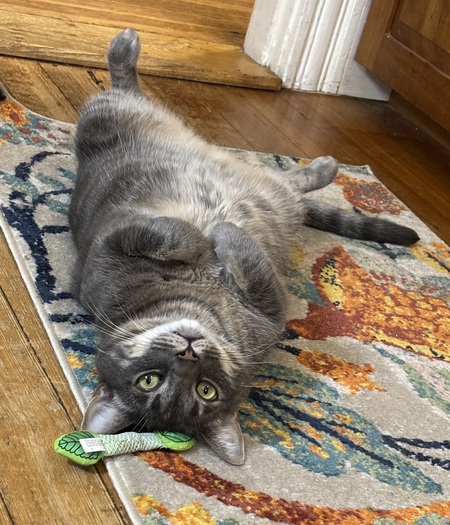 Entry image for Archibald . Clicking this image will show a larger photo