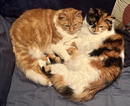 Entry image for Nemi & Cici. Clicking this image will show a larger photo