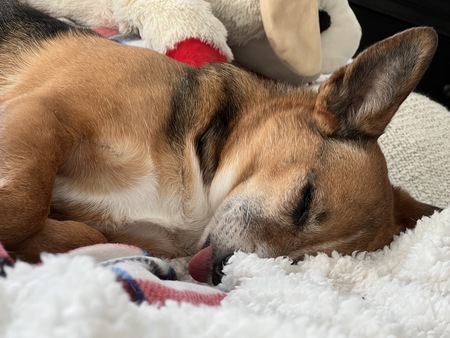 Entry image for Lucy. Clicking this image will show a larger photo